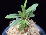 부용 芙蓉 Buyong