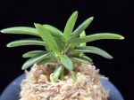 부용 芙蓉 Buyong