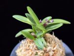 부용 芙蓉 Buyong