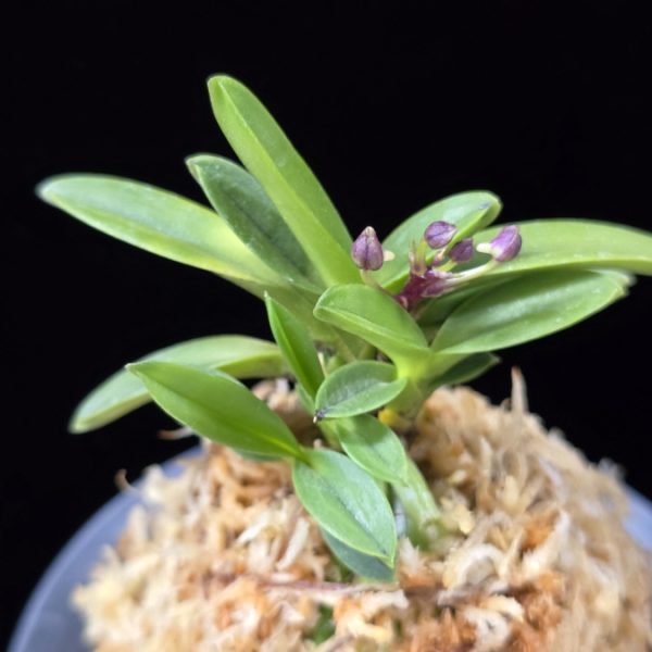 부용 芙蓉 Buyong