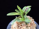 부용 芙蓉 Buyong