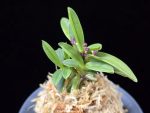 부용 芙蓉 Buyong