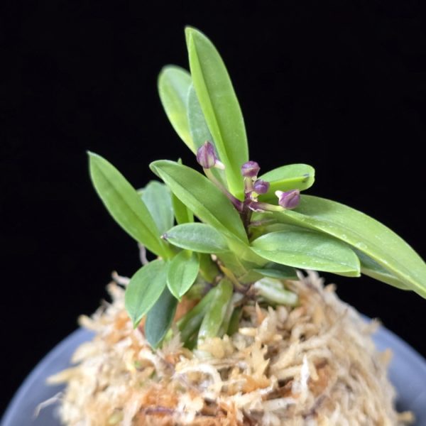 부용 芙蓉 Buyong