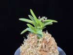 부용 芙蓉 Buyong