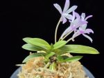 부용 芙蓉 Buyong