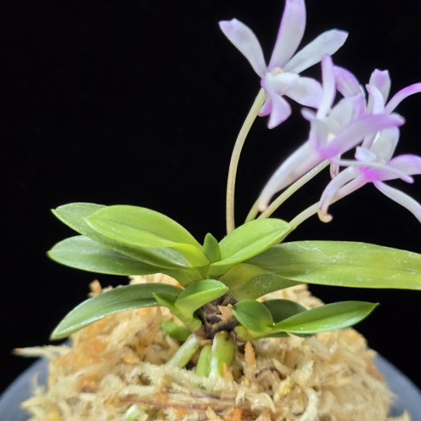 부용 芙蓉 Buyong