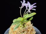부용 芙蓉 Buyong
