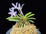 부용 芙蓉 Buyong