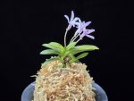 부용 芙蓉 Buyong
