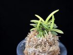 옥잠 玉簪 Okjam