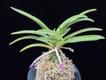 옹 翁 Okina (Ruby root)