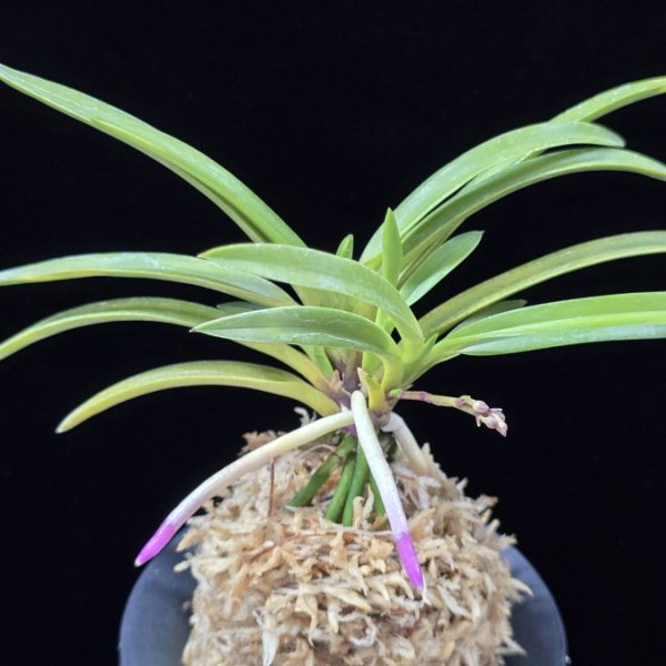 옹 翁 Okina (Ruby root)
