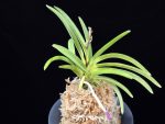 옹 翁 Okina (Ruby root)