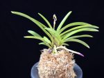 옹 翁 Okina (Ruby root)