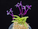 화왕별 花王別 Hwawangbyeol