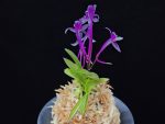 화왕별 花王別 Hwawangbyeol
