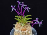 화왕별 花王別 Hwawangbyeol
