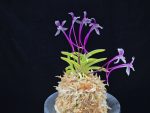 화왕별 花王別 Hwawangbyeol
