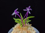 화왕별 花王別 Hwawangbyeol