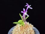 화왕별 花王別 Hwawangbyeol