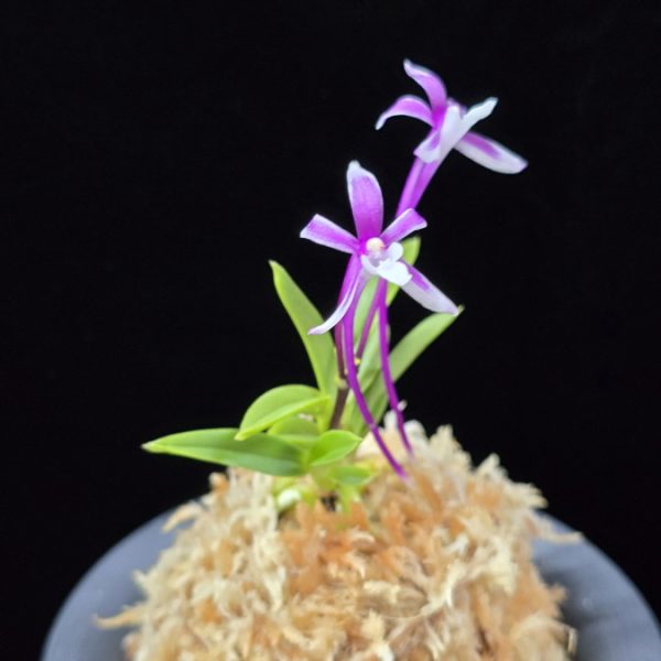 화왕별 花王別 Hwawangbyeol