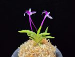 화왕별 花王別 Hwawangbyeol