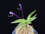 화왕 花王 Hwawang