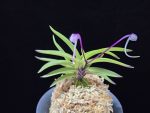 화왕 花王 Hwawang