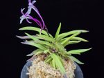 화왕 花王 Hwawang