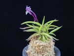 화왕 花王 Hwawang