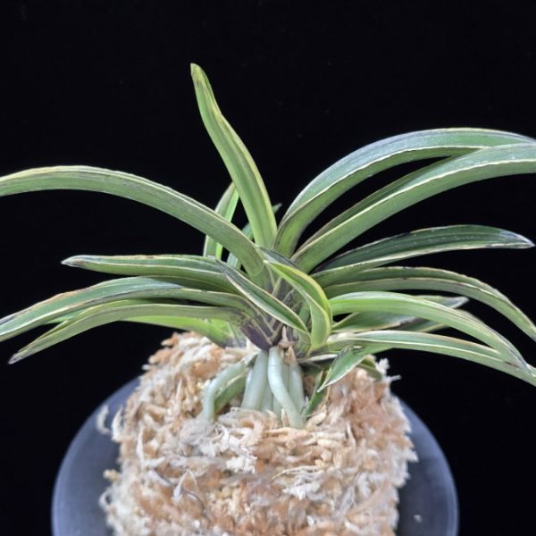 신라 新羅 Sinra (Shiragi)