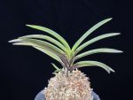 아보전 雅宝殿 Gahouden