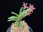 주홍성 朱紅星 Juhongseong