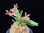 주홍성 朱紅星 Juhongseong