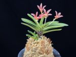주홍성 朱紅星 Juhongseong