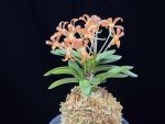 주홍성 朱紅星 Juhongseong