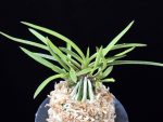 화전 花纏 Hanamatoi