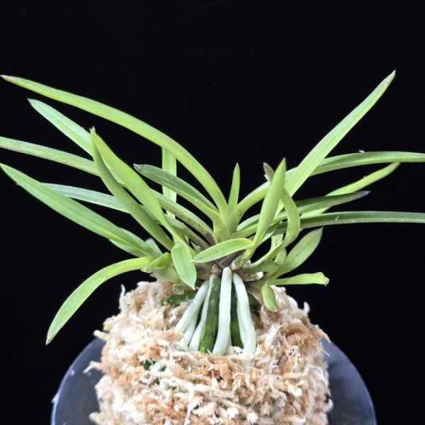 화전 花纏 Hanamatoi
