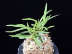 화전 花纏 Hanamatoi
