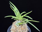 화전 花纏 Hanamatoi