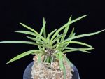 화전 花纏 Hanamatoi