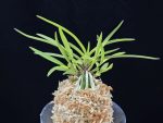 화전 花纏 Hanamatoi