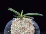 금모단 金牡丹 Kinbotan