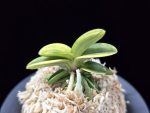 각왕산 覚王山 Kakuozan