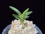 취선 翠扇 Suisen
