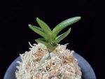 취선 翠扇 Suisen