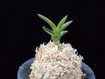 취선 翠扇 Suisen