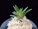 횃불 炬火 Hwaetbul(Kyoka)
