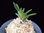 횃불 炬火 Hwaetbul(Kyoka)