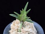 횃불 炬火 Hwaetbul(Kyoka)